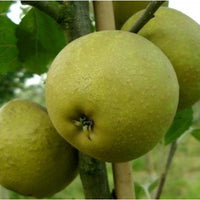 Apples on Herefordshire Russet Apple tree