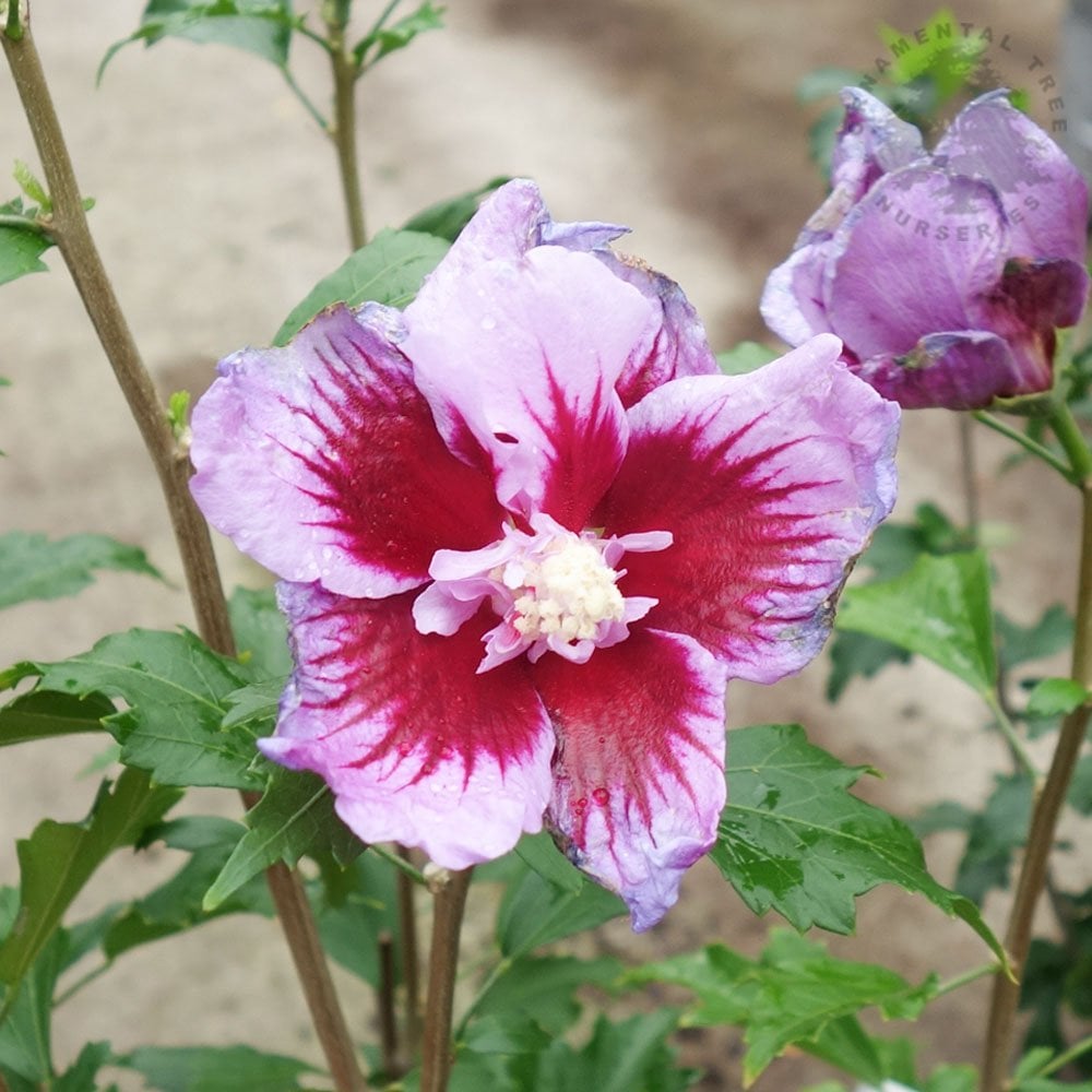 Hibiscus syriacus Flower Tower Purple