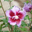 Hibiscus syriacus Flower Tower Purple