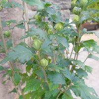 Hibiscus syriacus Flower Tower Ruby foliage