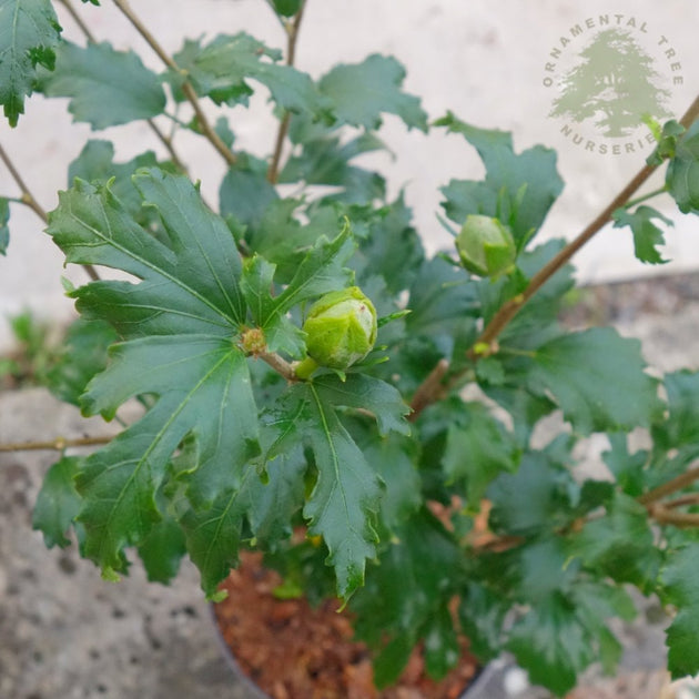 Hibiscus syriacus Flower Tower Ruby foliage