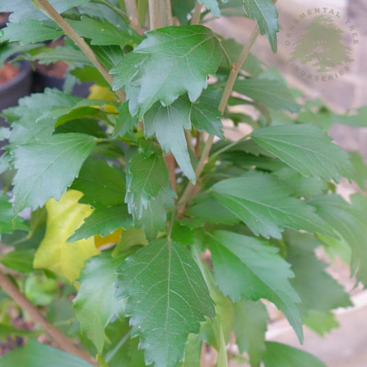 Hibiscus syriacus Flower Tower White foliage