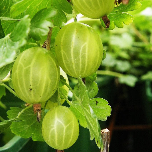 Hinnonmaki Green gooseberries