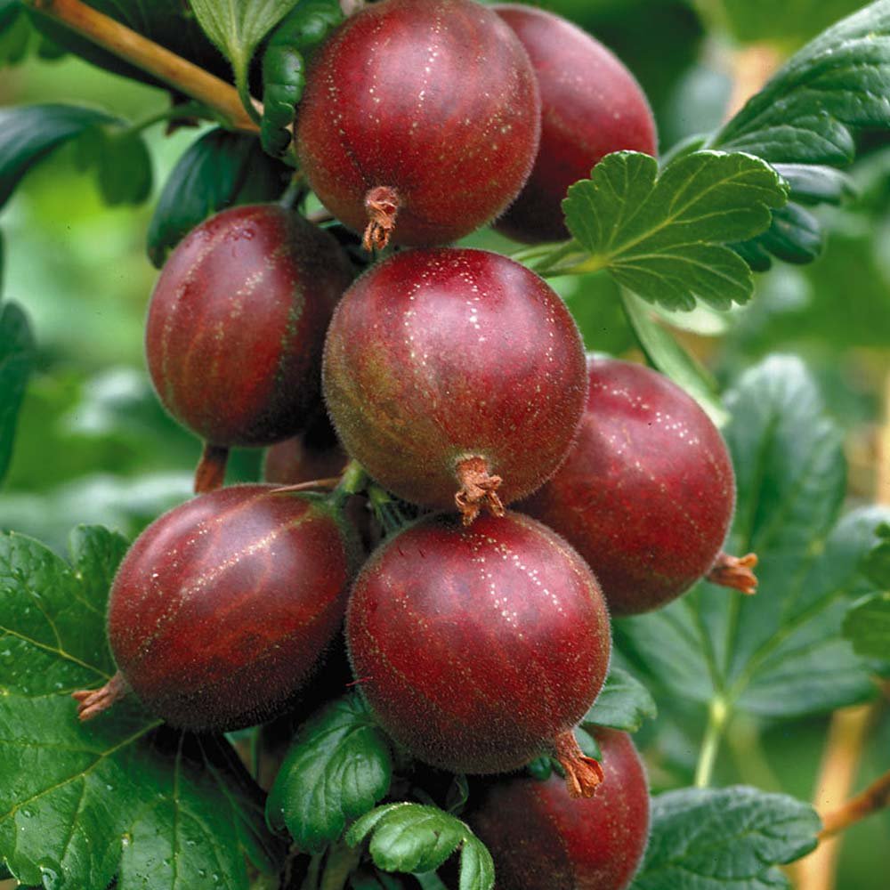 Hinnomaki Red Gooseberry bush