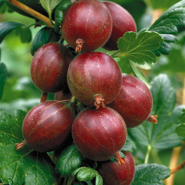 Hinnomaki Red Gooseberry bush