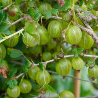 Hinnonmaki Yellow Gooseberry bush