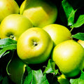 Honeycrisp Apple tree