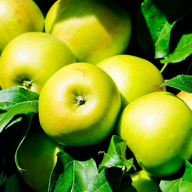 Honeycrisp Apple tree