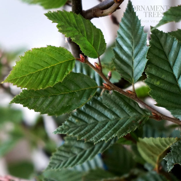 Carpinus Hornbeam leaves