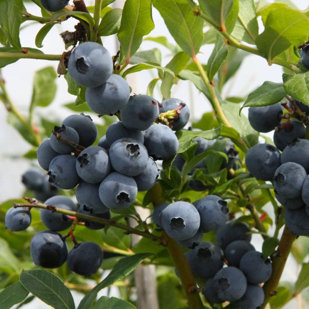 Hortblue Petite blueberries