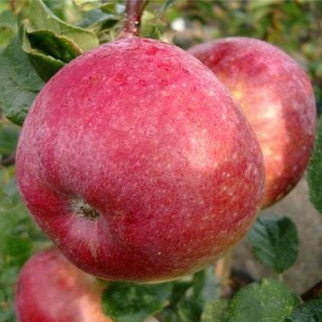 Howgate Apple tree