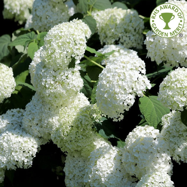 Hydrangea arborescens 'Annabelle' 