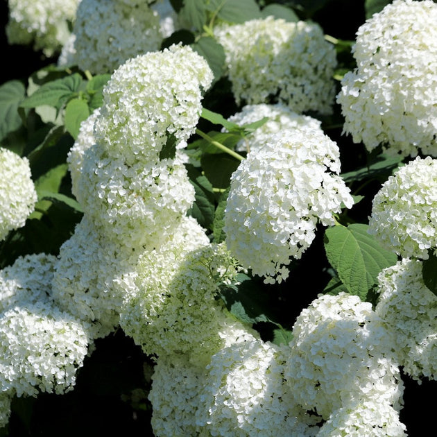 Hydrangea with large white flowers