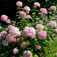 Hydrangea arborescens Pink Annabelle