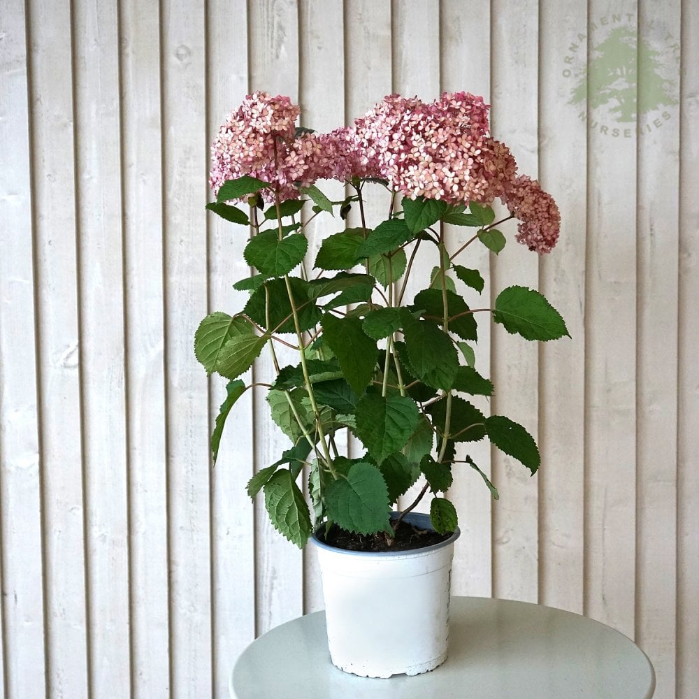 Hydrangea arborescens Pink Annabelle shrub