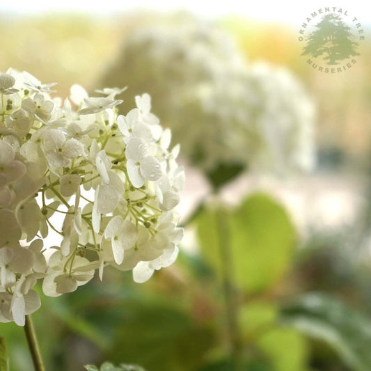 Hydrangea arborescens Strong Annabelle bush