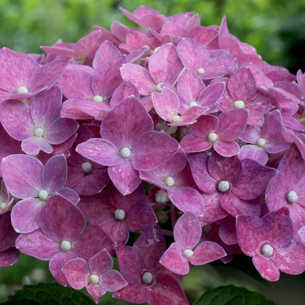 Hydrangea macrophylla  'Deep Purple Dance' 