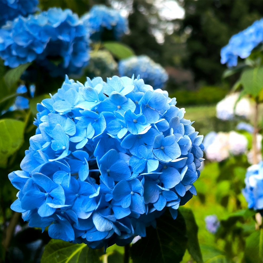 Hydrangea macrophylla Endless Summer bush