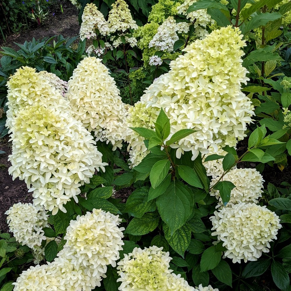 Hydrangea paniculata 'Bobo' ®