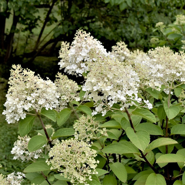 Hydrangea paniculata 'Bobo' white flowers