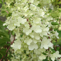 Hydrangea paniculata Diamant Rouge