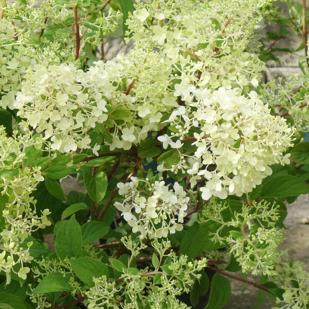 Hydrangea paniculata Diamant Rouge