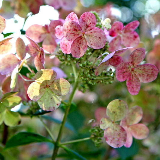 Hydrangea paniculata Early Sensation Shrub