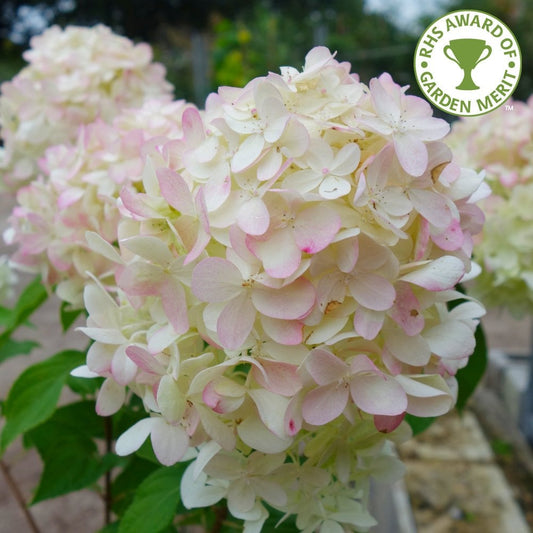 Hydrangea paniculata 'Limelight'