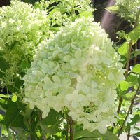 Hydrangea paniculata Little Lime