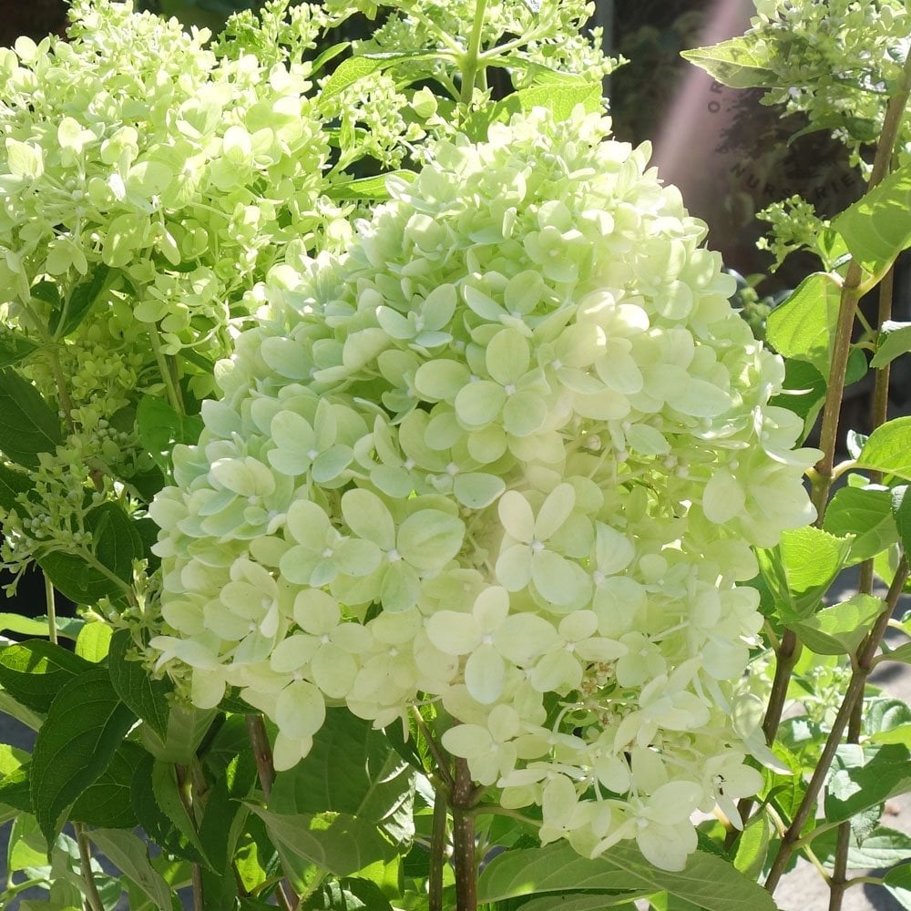 Hydrangea paniculata Little Lime