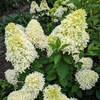 Hydrangea paniculata 'Polar Bear' ®