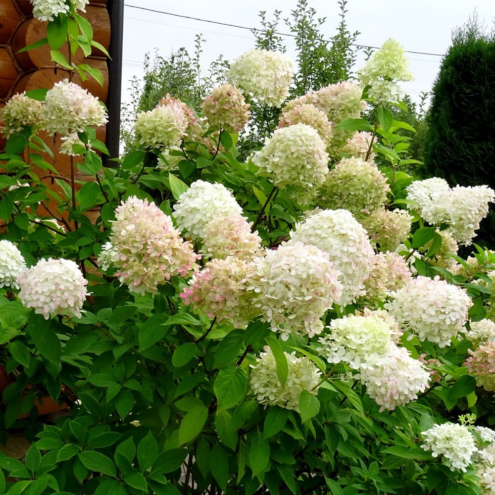 White flower hydrangea Hydrangea paniculata 'Polar Bear' ®