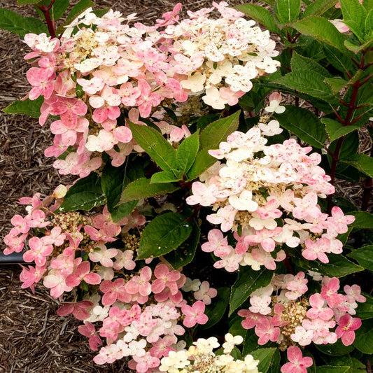 Hydrangea paniculata Polestar  