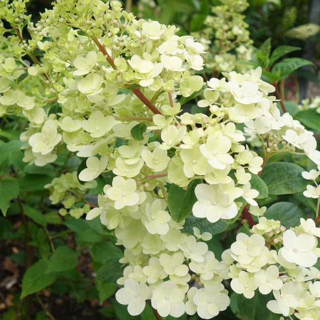 Hydrangea paniculata Sundae Fraise shrub