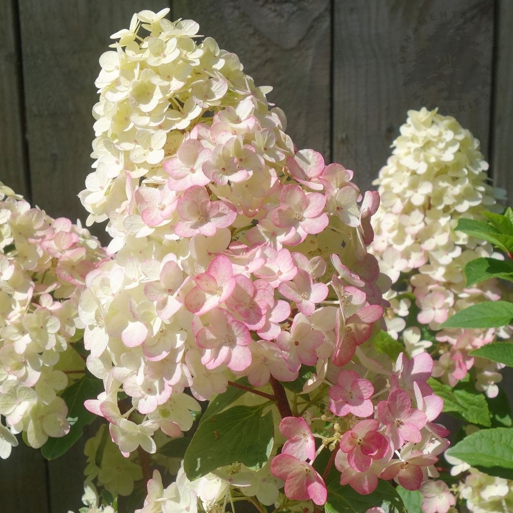 Hydrangea paniculata Sundae Fraise