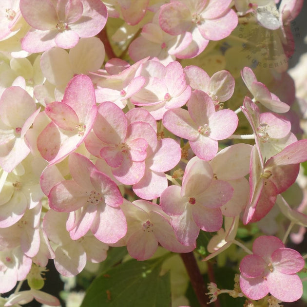 Hydrangea paniculata Sundae Fraise