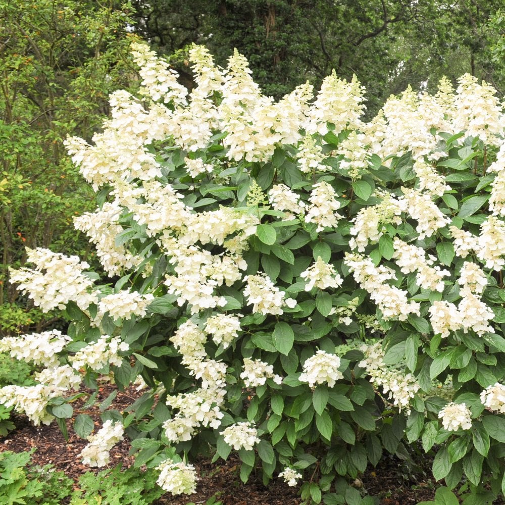 Hydrangea paniculata 'Tardiva'