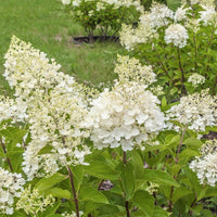 Hydrangea paniculata 'Tardiva' flowers