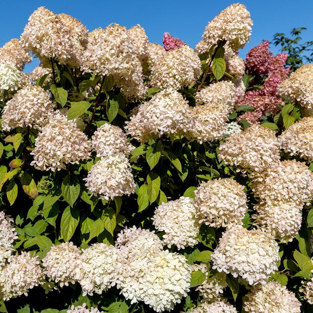 Hydrangea paniculata  Vanille-Fraise