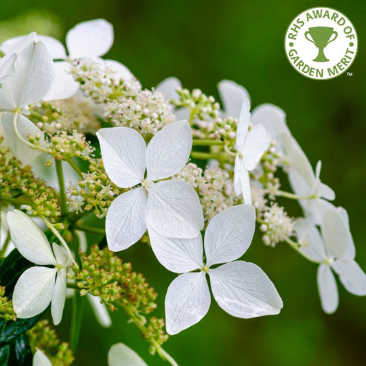 Hydrangea petiolaris