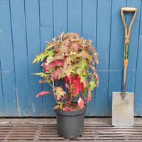 Hydrangea Ice Crystal shrub in pot