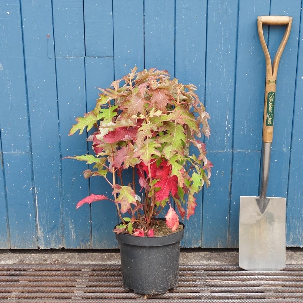 Hydrangea Ice Crystal shrub in pot