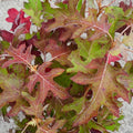 Hydrangea quercifolia Ice Crystal