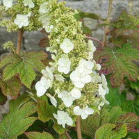 Hydrangea quercifolia 'Ruby Slippers'