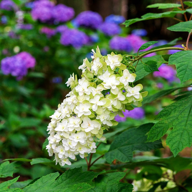 Hydrangea quercifolia 'Snowflake'