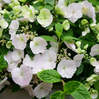 Hydrangea 'Runaway Bride' ®