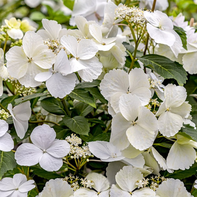 Hydrangea 'Runaway Bride' white flowers close up