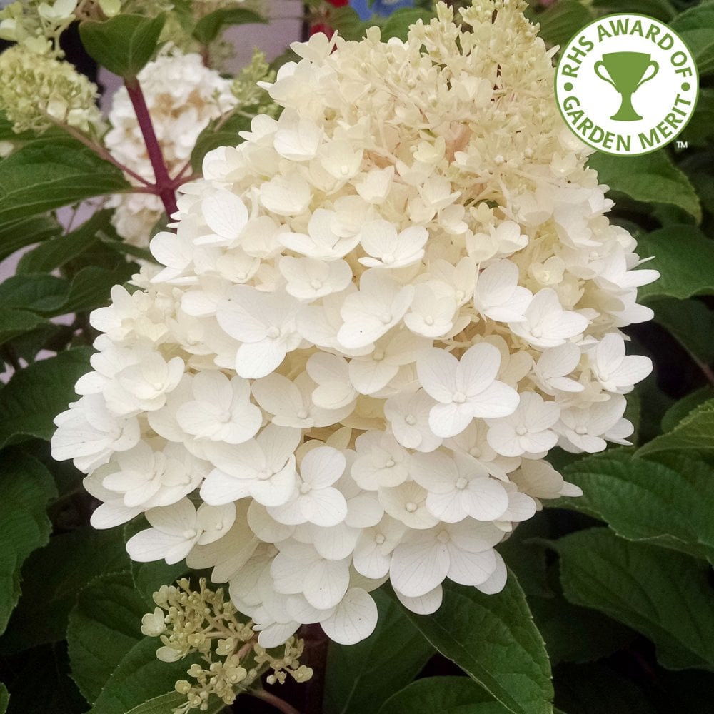 Hydrangea paniculata 'Silver Dollar'