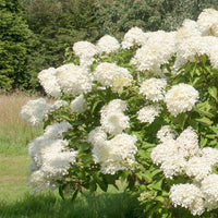 Hydrangea paniculata 'Silver Dollar' shrub in flower