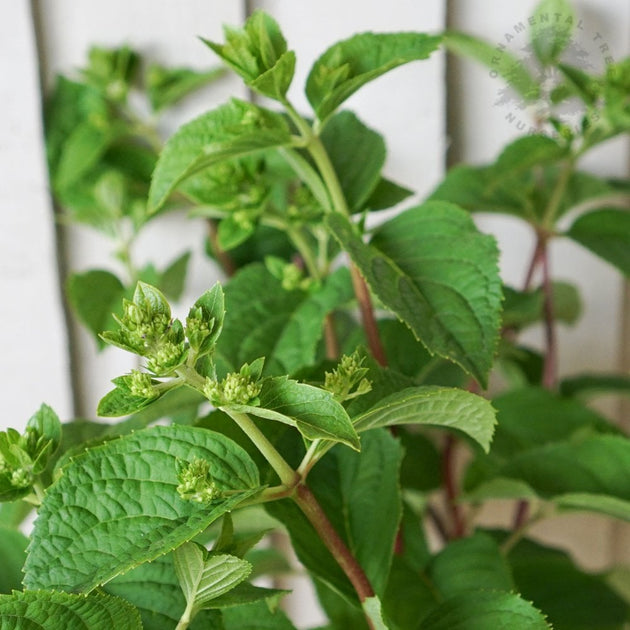 Hydrangea paniculata 'Silver Dollar' leaves